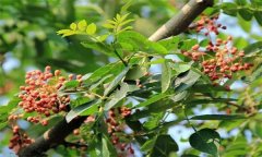 成年花椒樹如何管理？花椒樹管理技術要點