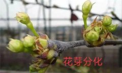 梨樹開花結(jié)果有什么特點(diǎn)？