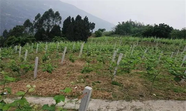 在河灘地、山地、鹽堿地和黏土地上建葡萄園