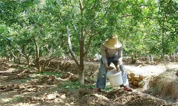 石榴樹的施肥原則