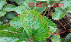 怎樣防治草莓葉斑?。ㄉ哐鄄。?？