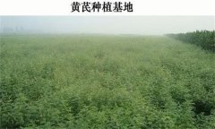 黃芪產(chǎn)地在哪里？黃芪生態(tài)習(xí)性簡介