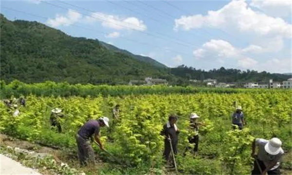 山茱萸的田間管理