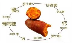 紅薯的營(yíng)養(yǎng)特點(diǎn) 紅薯的輔助功能知多少？