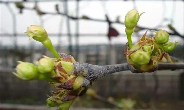 )萌芽生長(zhǎng)和開(kāi)花坐果期