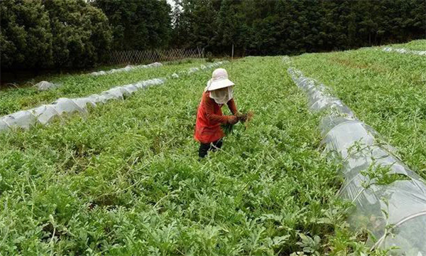 田間管理