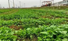 油菜日光溫室早春、秋延遲栽培技術(shù)要點有哪些