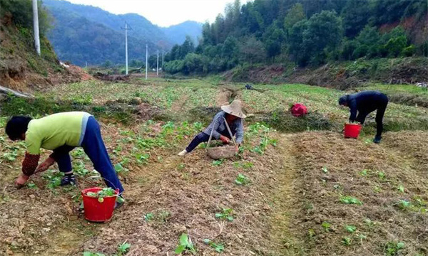 油菜移栽要注意哪些問(wèn)題