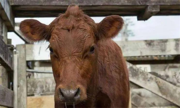 如何防治肉牛流行性感冒